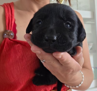Les chiots de Labrador Retriever
