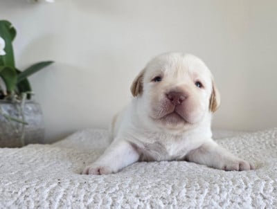 Les chiots de Labrador Retriever