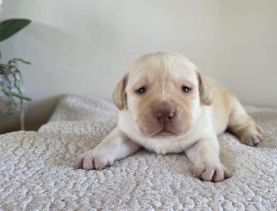 Les chiots de Labrador Retriever