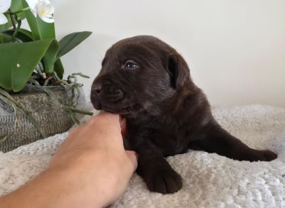 Les chiots de Labrador Retriever