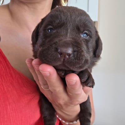 Les chiots de Labrador Retriever