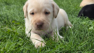 Les chiots de Labrador Retriever