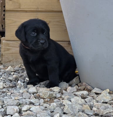 Les chiots de Labrador Retriever
