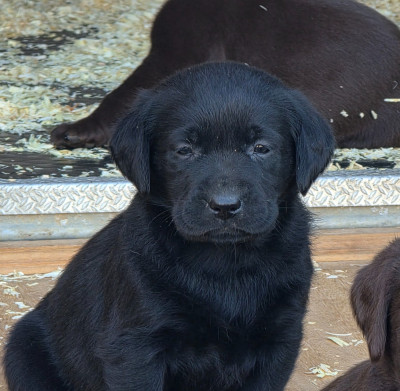 Les chiots de Labrador Retriever