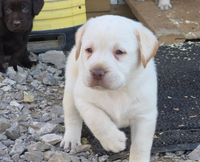 Les chiots de Labrador Retriever