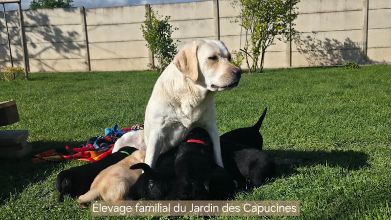 Labrador Retriever - Du Jardin Des Capucines
