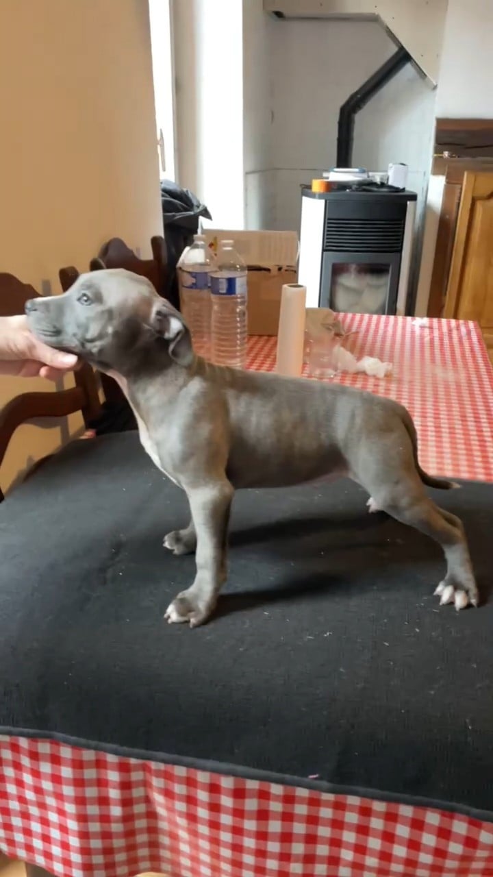 Farmer's Dawgs Azraq