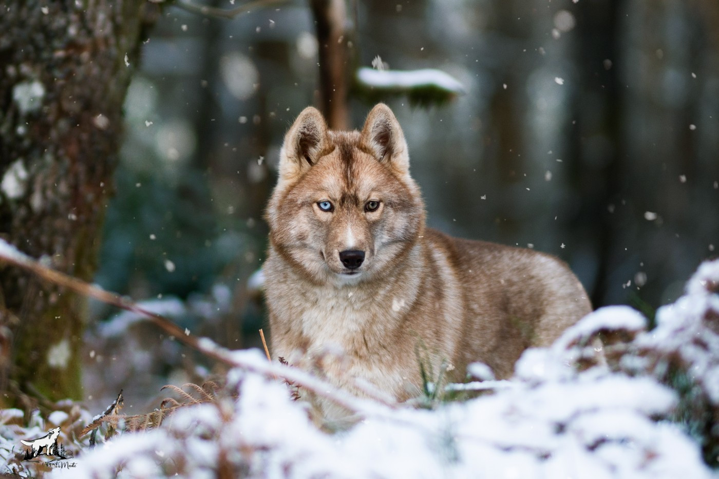 Akela Wolves Of The Northern Light
