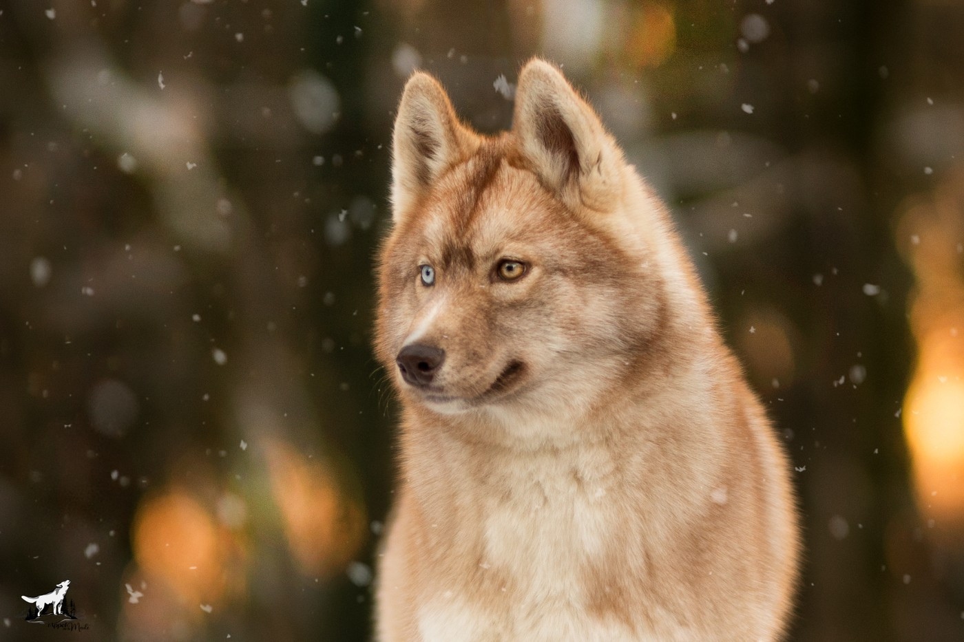 Akela Wolves Of The Northern Light