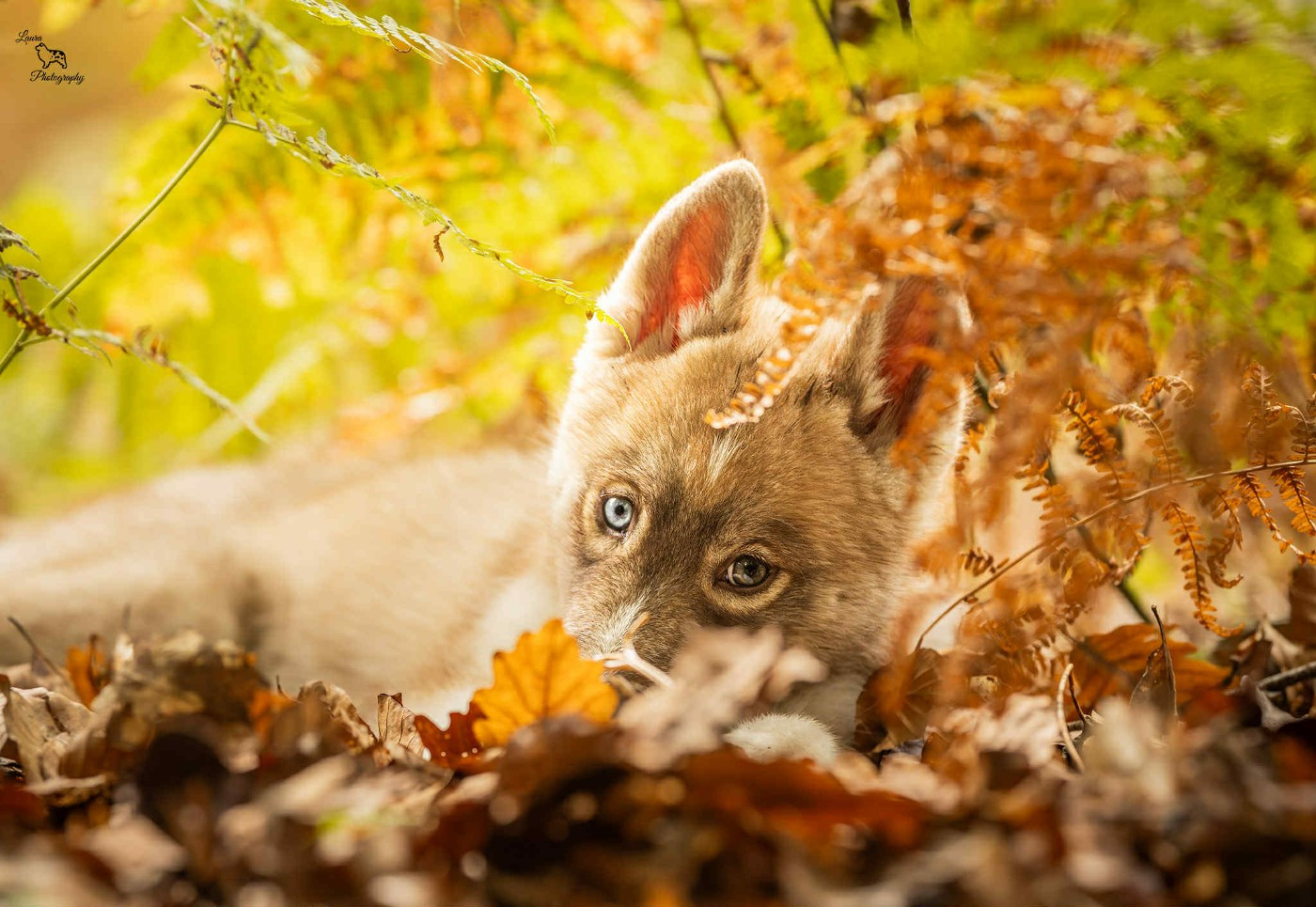Akela Wolves Of The Northern Light