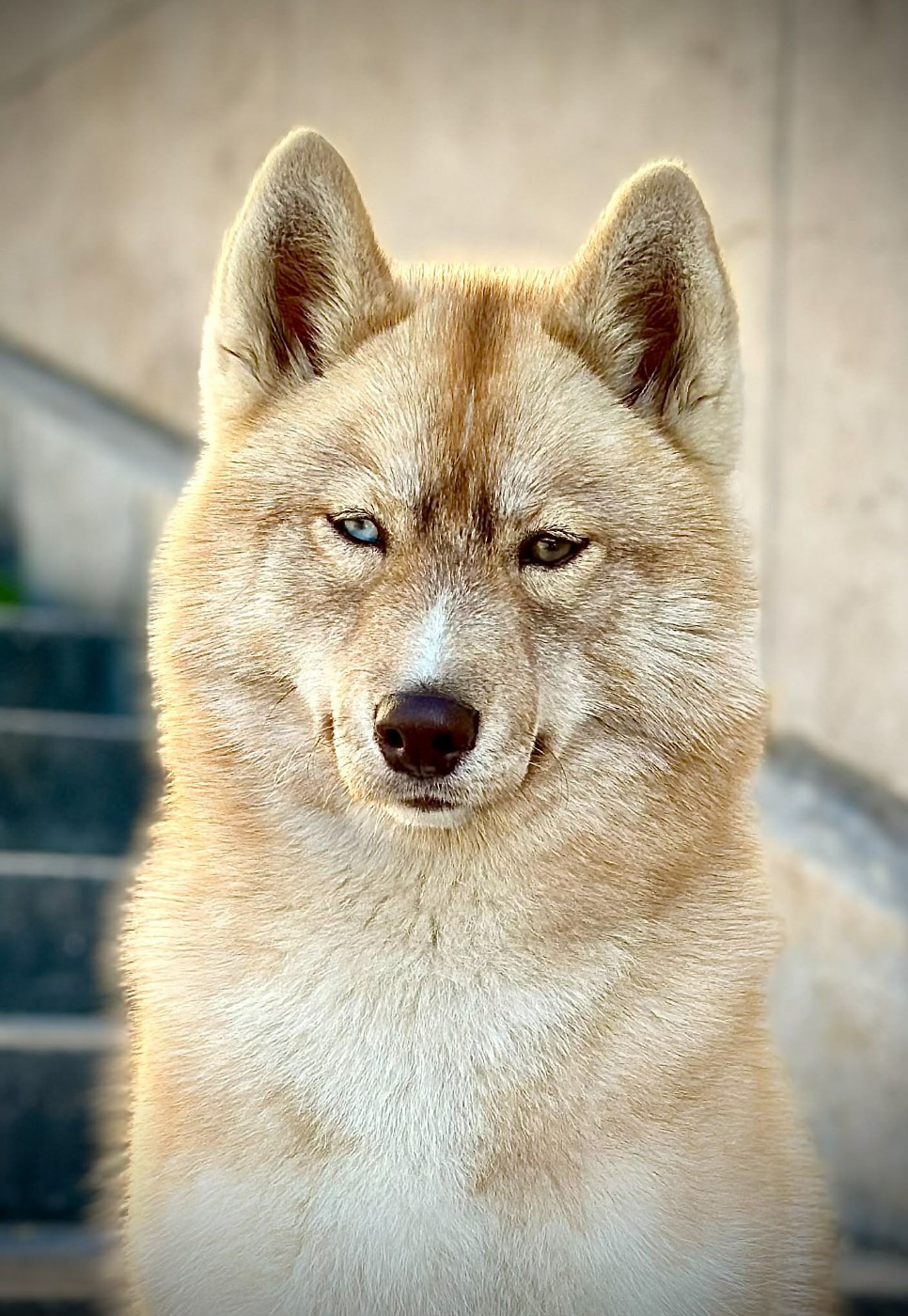 Akela Wolves Of The Northern Light