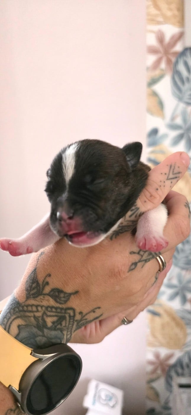 CHIOT 5 - Staffordshire Bull Terrier