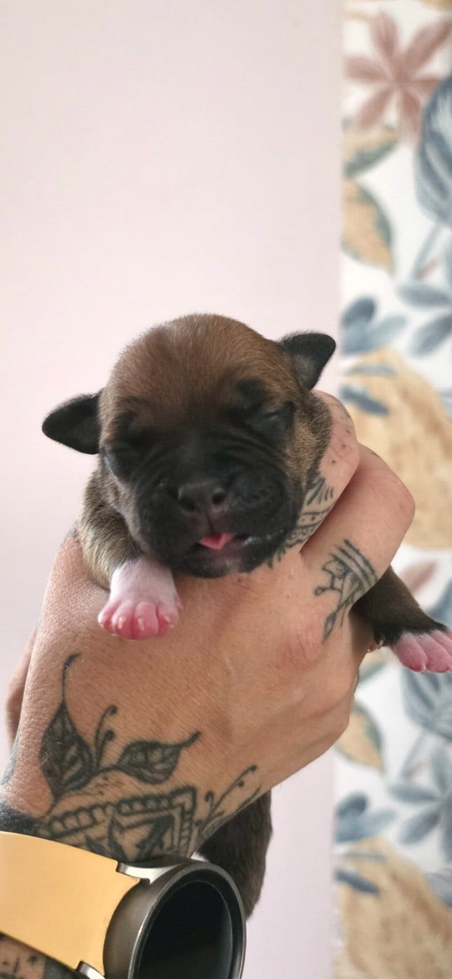 CHIOT 3 - Staffordshire Bull Terrier