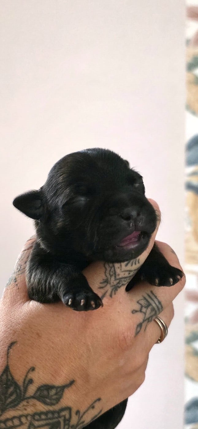 CHIOT 4 - Staffordshire Bull Terrier