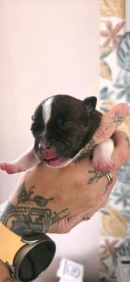 Les chiots de Staffordshire Bull Terrier