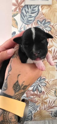 Les chiots de Staffordshire Bull Terrier