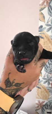 Les chiots de Staffordshire Bull Terrier