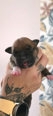 Les chiots de Staffordshire Bull Terrier
