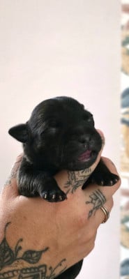 Les chiots de Staffordshire Bull Terrier