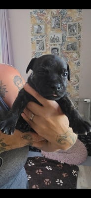 Les chiots de Staffordshire Bull Terrier