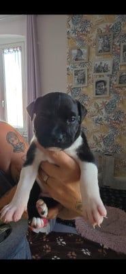 Les chiots de Staffordshire Bull Terrier