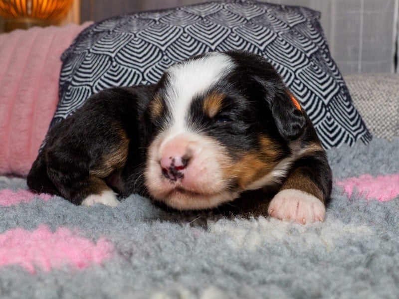 chiot collier orange - Bouvier Bernois