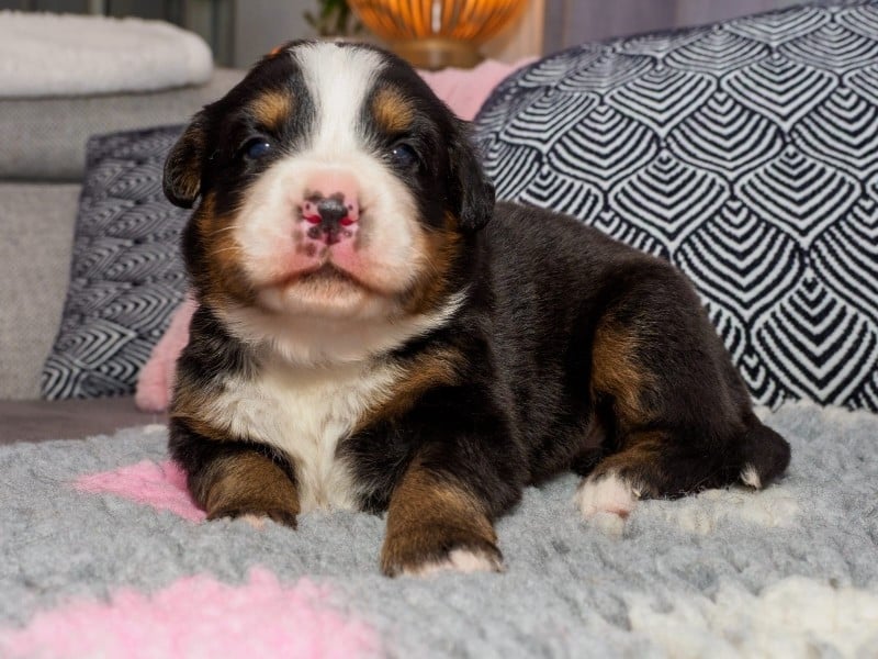 chiot collier bleu - Bouvier Bernois