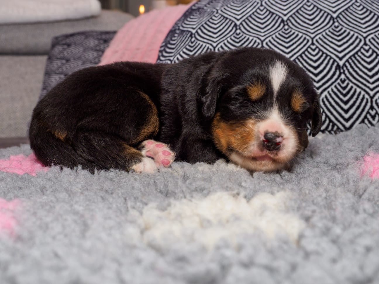 chiot collier noir - Bouvier Bernois