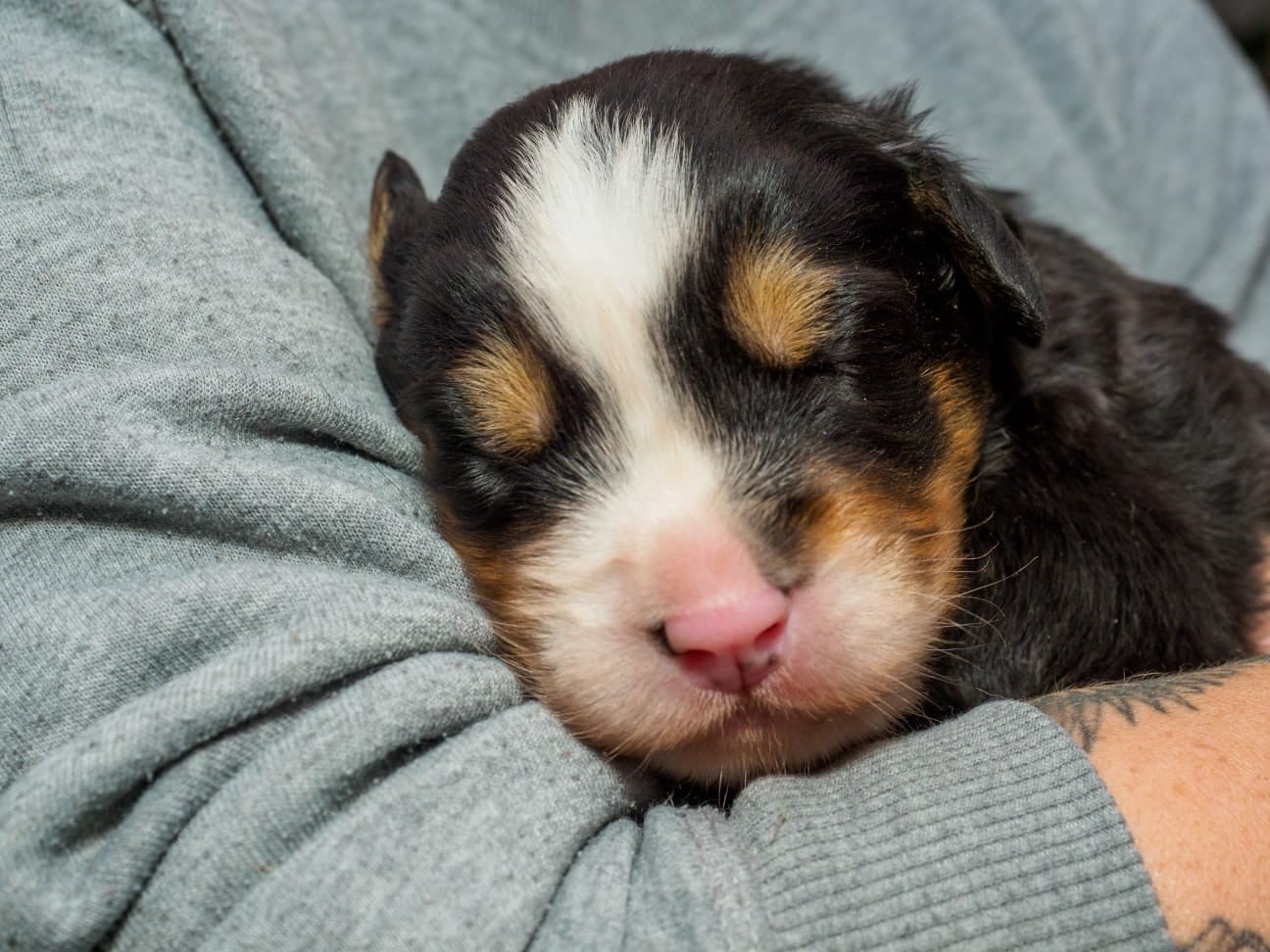 chiot collier gris - Bouvier Bernois
