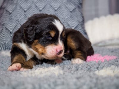 chiot collier vert - Bouvier Bernois