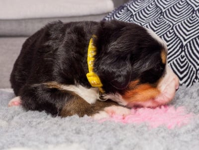 Les chiots de Bouvier Bernois