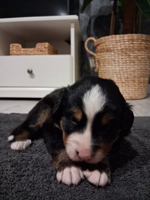 Les chiots de Bouvier Bernois