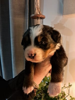 Les chiots de Bouvier Bernois