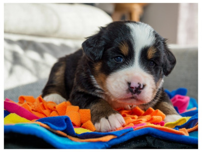 Les chiots de Bouvier Bernois