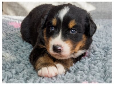 Les chiots de Bouvier Bernois