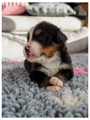 Les chiots de Bouvier Bernois
