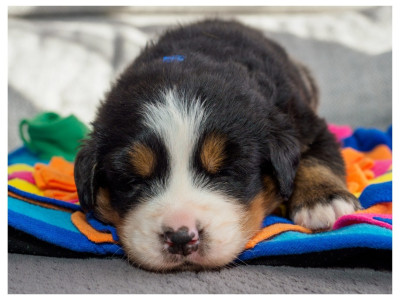 Les chiots de Bouvier Bernois