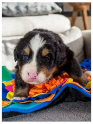 Les chiots de Bouvier Bernois