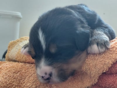 Les chiots de Bouvier Bernois
