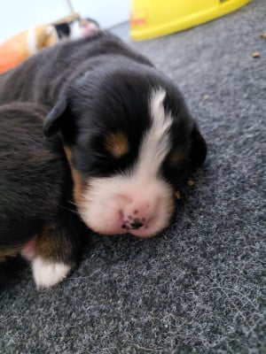 Les chiots de Bouvier Bernois