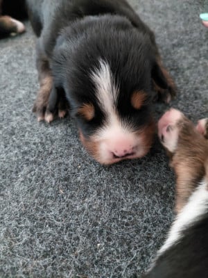 Les chiots de Bouvier Bernois