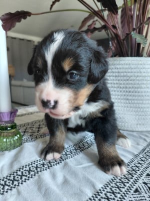 Les chiots de Bouvier Bernois
