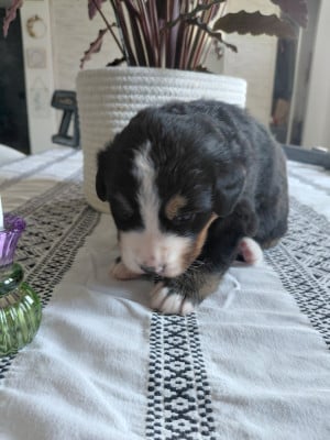 Les chiots de Bouvier Bernois