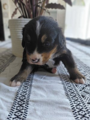Les chiots de Bouvier Bernois