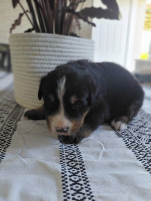 Les chiots de Bouvier Bernois