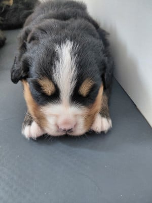 Les chiots de Bouvier Bernois