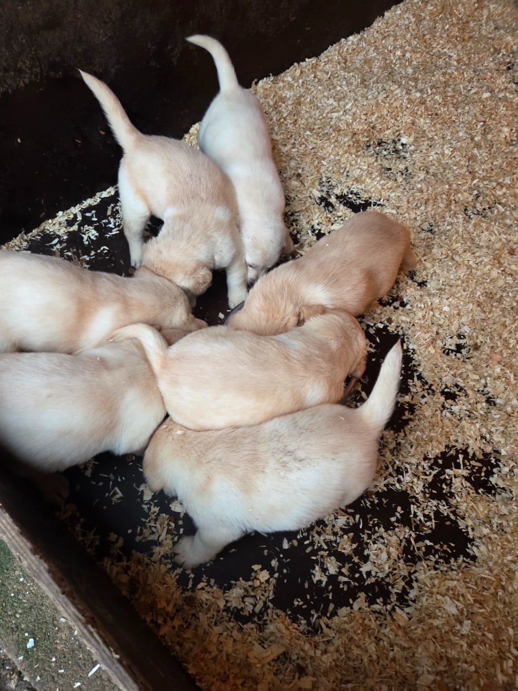 Labrador Retriever - Du Perrier De Largeron