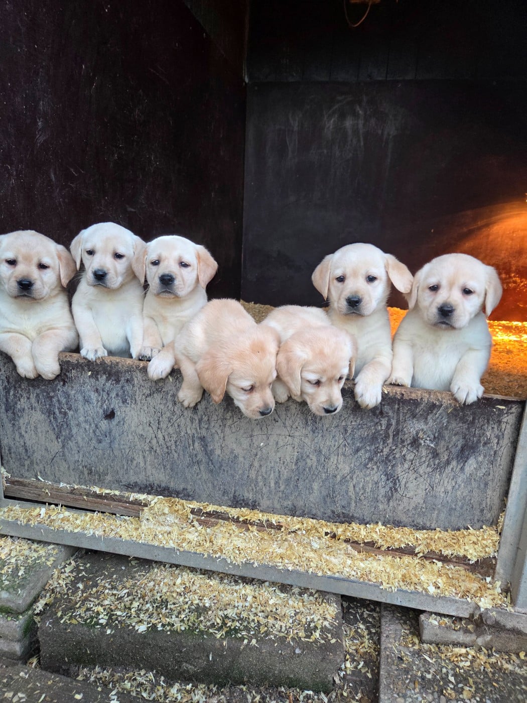 Labrador Retriever - Du Perrier De Largeron