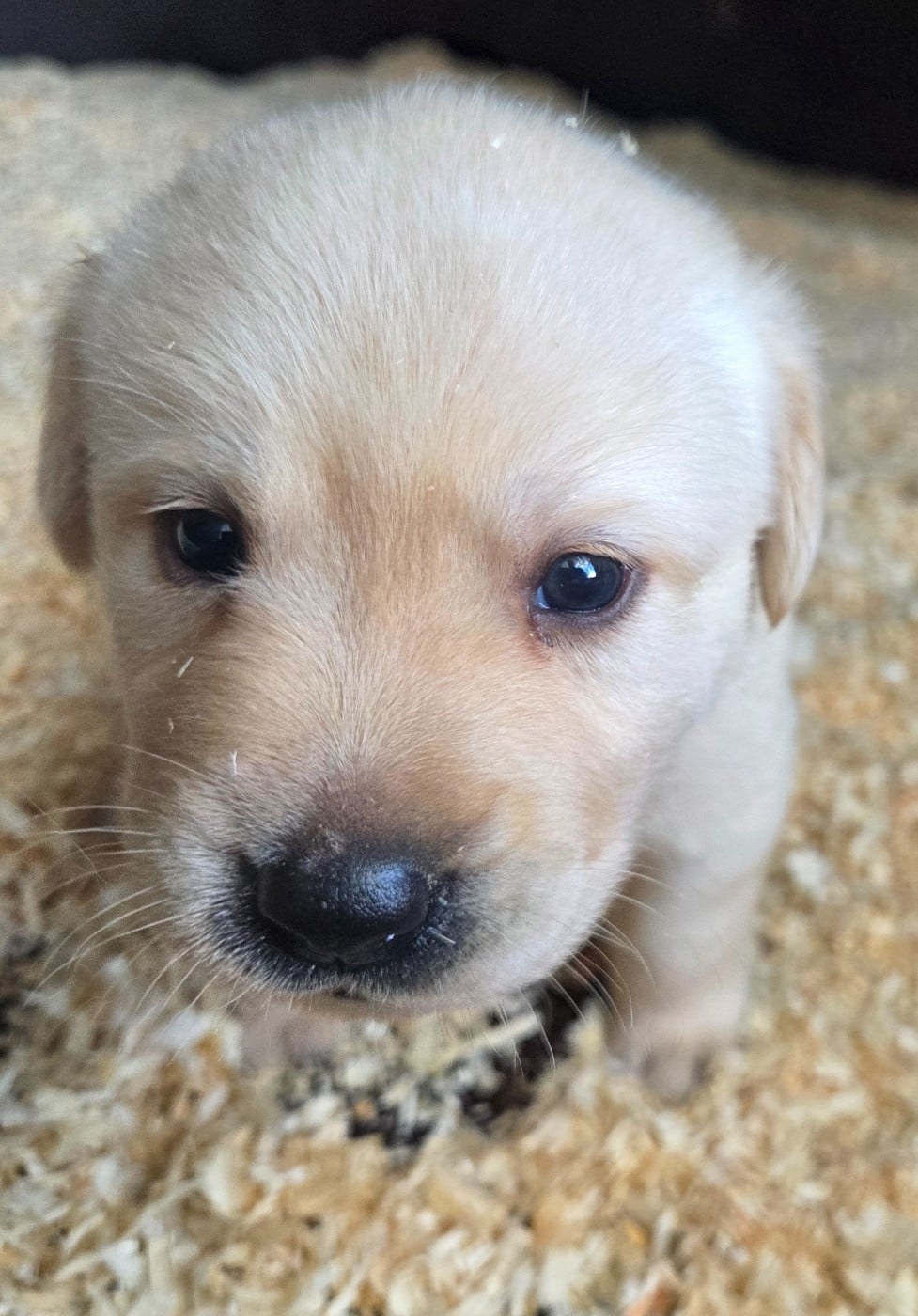 Labrador Retriever - Du Perrier De Largeron