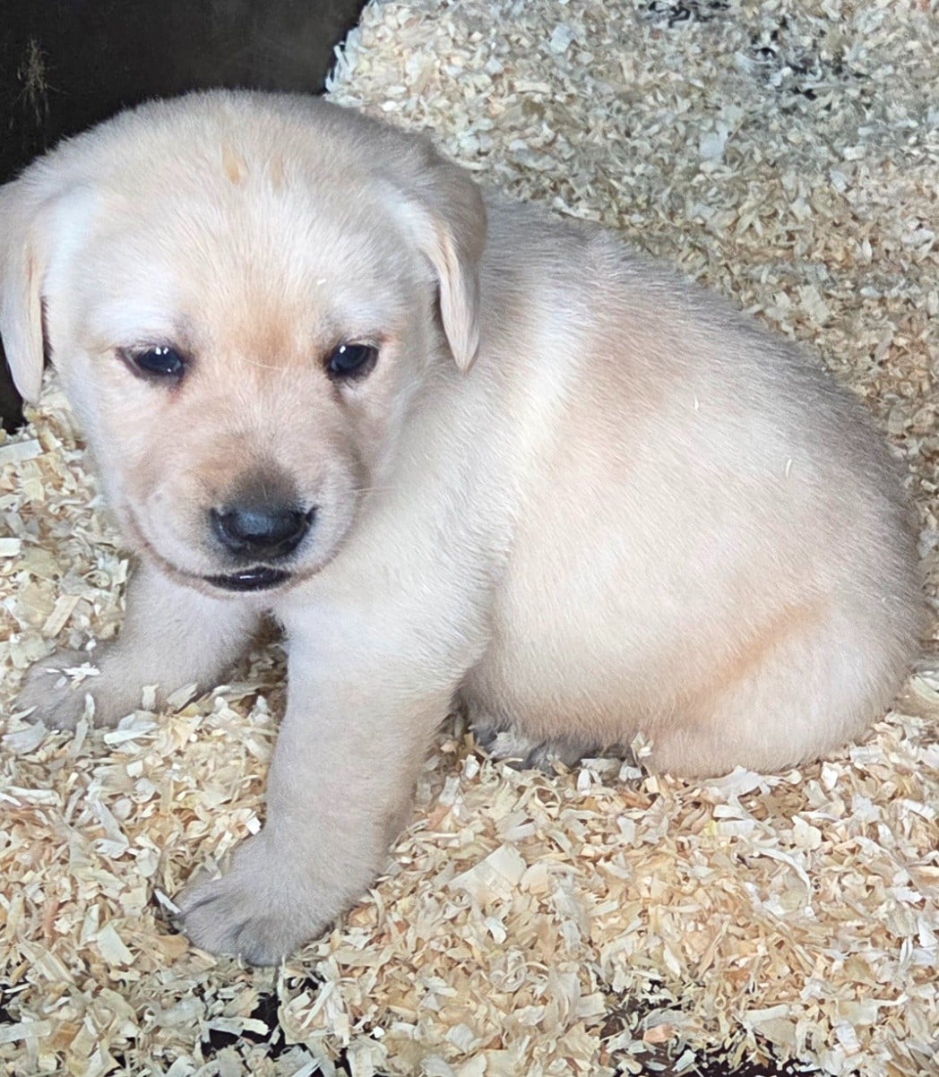 M3 - Labrador Retriever